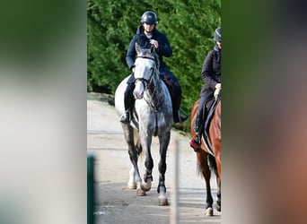 Belgisches Warmblut, Wallach, 10 Jahre, 178 cm, Schimmel