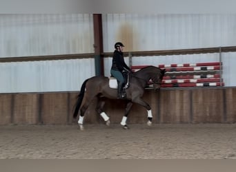 Belgisches Warmblut, Wallach, 10 Jahre, 180 cm, Brauner