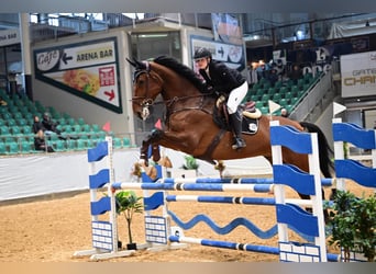Belgisches Warmblut, Wallach, 10 Jahre, 183 cm, Brauner