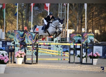 Belgisches Warmblut, Wallach, 10 Jahre, Schimmel