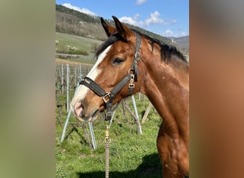 Belgisches Warmblut, Wallach, 11 Jahre, 160 cm, Brauner