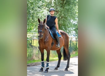 Belgisches Warmblut Mix, Wallach, 11 Jahre, 162 cm, Brauner
