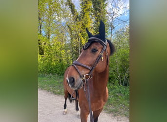 Belgisches Warmblut, Wallach, 11 Jahre, 165 cm, Brauner