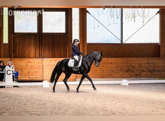Belgisches Warmblut, Wallach, 11 Jahre, 165 cm, Rappe