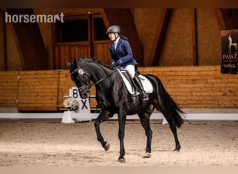 Belgisches Warmblut, Wallach, 11 Jahre, 165 cm, Rappe