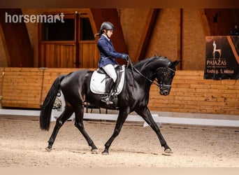 Belgisches Warmblut, Wallach, 11 Jahre, 165 cm, Rappe