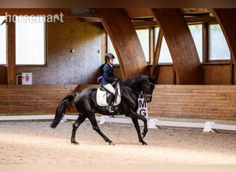 Belgisches Warmblut, Wallach, 11 Jahre, 165 cm, Rappe