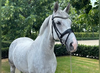 Belgisches Warmblut, Wallach, 11 Jahre, 165 cm, Schimmel