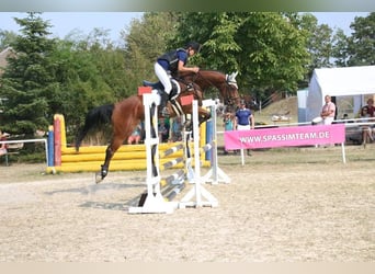Belgisches Warmblut, Wallach, 11 Jahre, 168 cm, Brauner