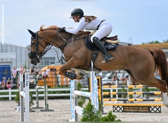 Belgisches Warmblut, Wallach, 11 Jahre, 172 cm, Fuchs