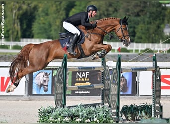 Belgisches Warmblut, Wallach, 11 Jahre, 172 cm, Fuchs