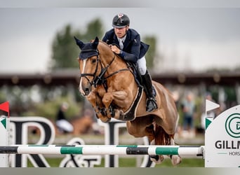 Belgisches Warmblut, Wallach, 11 Jahre, 172 cm, Fuchs