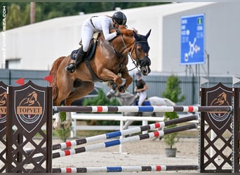 Belgisches Warmblut, Wallach, 11 Jahre, 172 cm, Fuchs