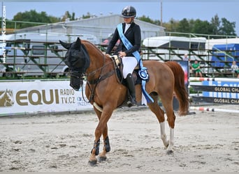 Belgisches Warmblut, Wallach, 11 Jahre, 172 cm, Fuchs