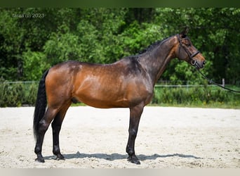 Belgisches Warmblut, Wallach, 11 Jahre, 176 cm, Dunkelbrauner