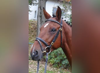 Belgisches Warmblut, Wallach, 12 Jahre, 168 cm, Brauner