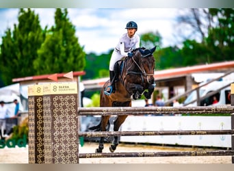 Belgisches Warmblut, Wallach, 12 Jahre, 168 cm, Rotbrauner