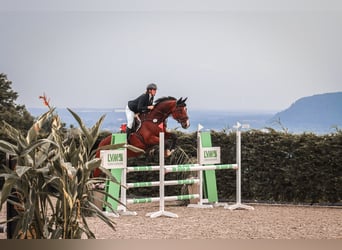 Belgisches Warmblut, Wallach, 12 Jahre, 170 cm, Brauner