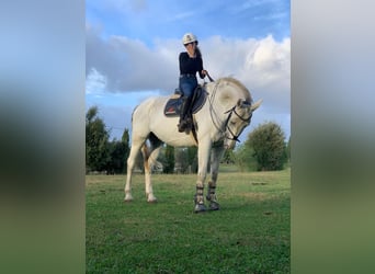 Belgisches Warmblut, Wallach, 12 Jahre, 170 cm, Schimmel