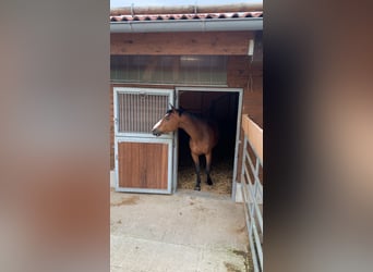 Belgisches Warmblut, Wallach, 12 Jahre, 172 cm, Brauner