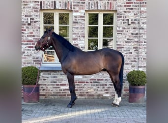 Belgisches Warmblut, Wallach, 12 Jahre, 172 cm, Dunkelbrauner