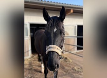 Belgisches Warmblut, Wallach, 12 Jahre, 172 cm, Rappe