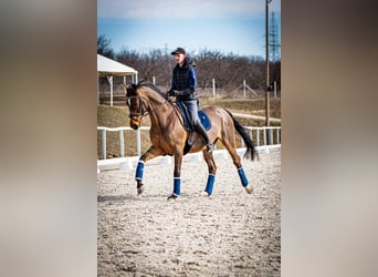 Belgisches Warmblut, Wallach, 12 Jahre, 172 cm, Rotbrauner
