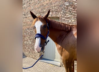 Belgisches Warmblut, Wallach, 12 Jahre, 173 cm, Dunkelfuchs