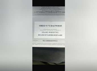 Belgisches Warmblut, Wallach, 12 Jahre, 173 cm, Fuchs