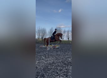 Belgisches Warmblut, Wallach, 12 Jahre, 173 cm, Fuchs