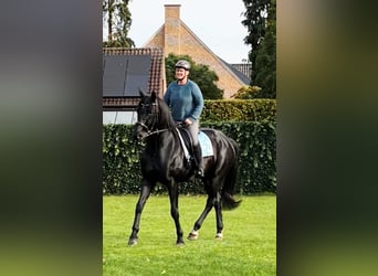 Belgisches Warmblut, Wallach, 12 Jahre, 173 cm, Rappe