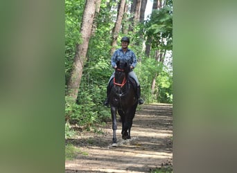 Belgisches Warmblut, Wallach, 12 Jahre, 173 cm, Rappe