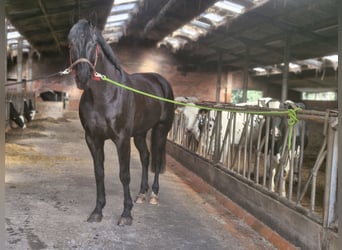 Belgisches Warmblut, Wallach, 12 Jahre, 173 cm, Rappe