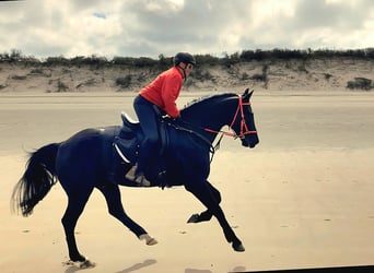 Belgisches Warmblut, Wallach, 12 Jahre, 173 cm, Rappe