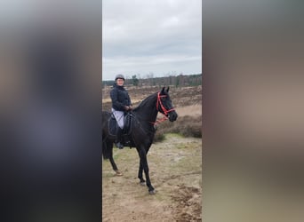 Belgisches Warmblut, Wallach, 12 Jahre, 173 cm, Rappe