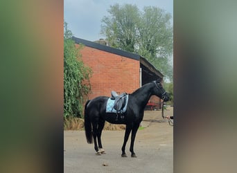 Belgisches Warmblut, Wallach, 12 Jahre, 173 cm, Rappe
