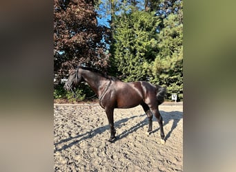 Belgisches Warmblut, Wallach, 12 Jahre, 175 cm, Rappe