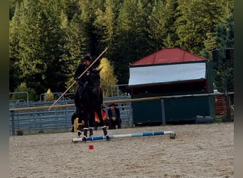 Belgisches Warmblut, Wallach, 12 Jahre, 176 cm, Schwarzbrauner