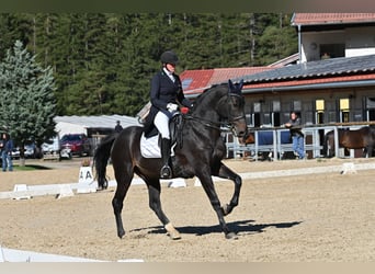 Belgisches Warmblut, Wallach, 12 Jahre, 176 cm, Schwarzbrauner