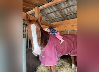 Belgisches Warmblut, Wallach, 12 Jahre, 180 cm, Fuchs