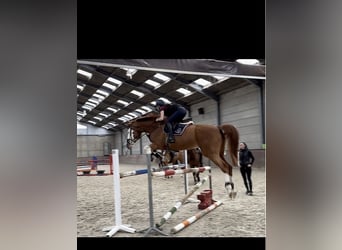 Belgisches Warmblut, Wallach, 12 Jahre, 180 cm, Fuchs