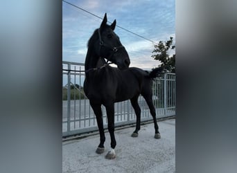 Belgisches Warmblut, Wallach, 12 Jahre, 181 cm, Dunkelbrauner