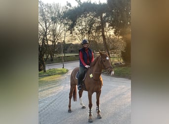 Belgisches Warmblut, Wallach, 13 Jahre, 156 cm, Fuchs