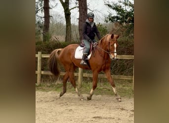 Belgisches Warmblut, Wallach, 13 Jahre, 165 cm, Fuchs