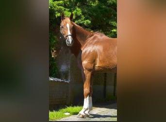 Belgisches Warmblut, Wallach, 13 Jahre, 165 cm, Fuchs