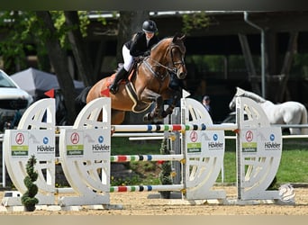 Belgisches Warmblut, Wallach, 13 Jahre, 170 cm, Rotbrauner