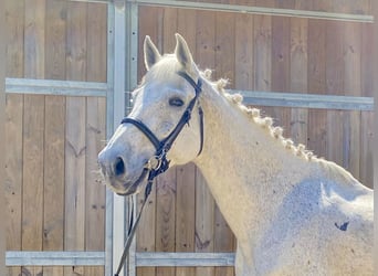 Belgisches Warmblut, Wallach, 13 Jahre, 170 cm, Schimmel