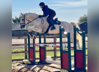 Belgisches Warmblut, Wallach, 13 Jahre, 170 cm, Schimmel