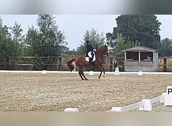 Belgisches Warmblut, Wallach, 13 Jahre, 172 cm, Fuchs