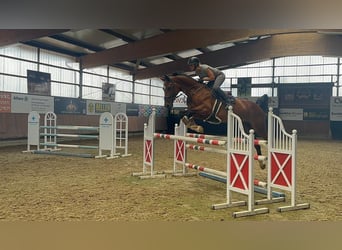 Belgisches Warmblut, Wallach, 13 Jahre, 173 cm, Brauner